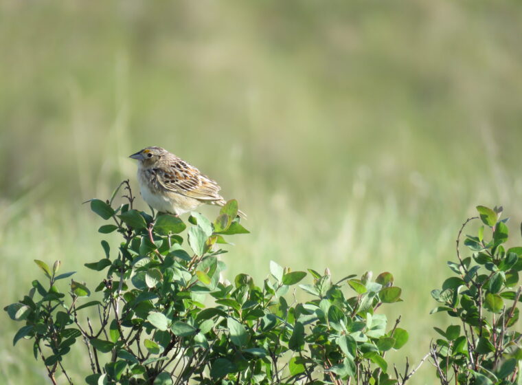 Grasshopper Sparrow