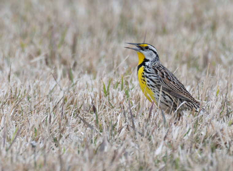Eastern Meadowlark