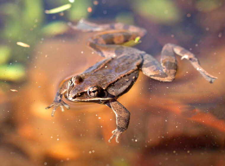 Wood Frog