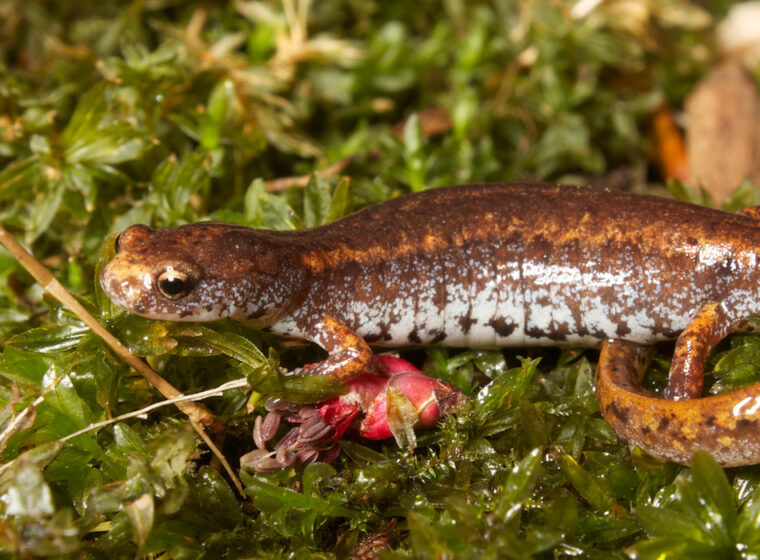 Four-toed Salamander