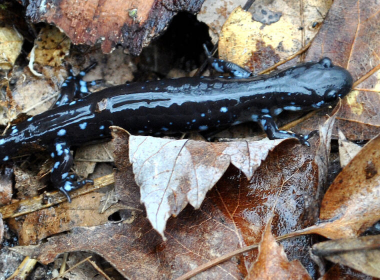 Blue-spotted Salamander
