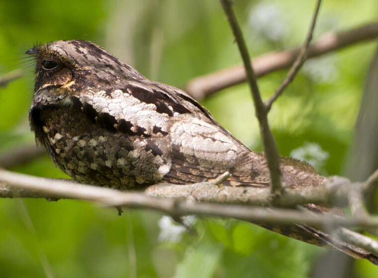 Eastern Whip-poor-will