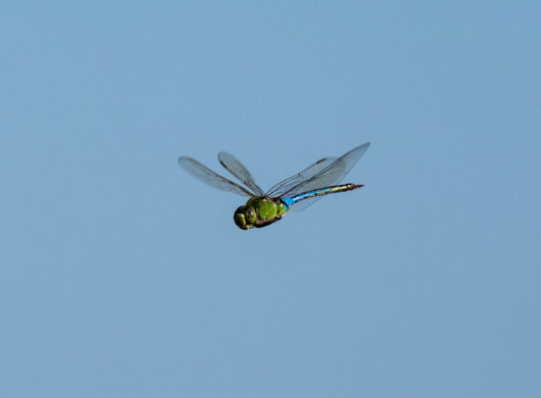 Common Green Darner