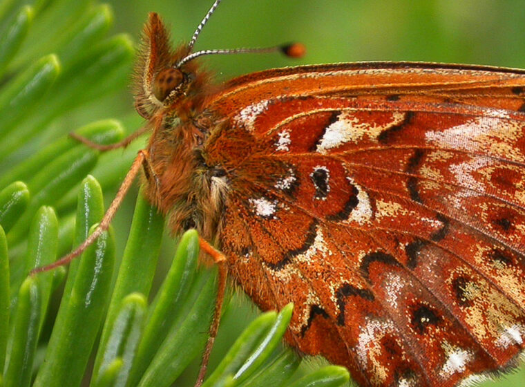 White Mountain Fritillary