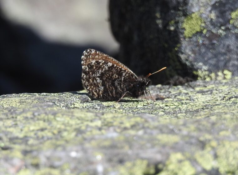 White Mountain Arctic