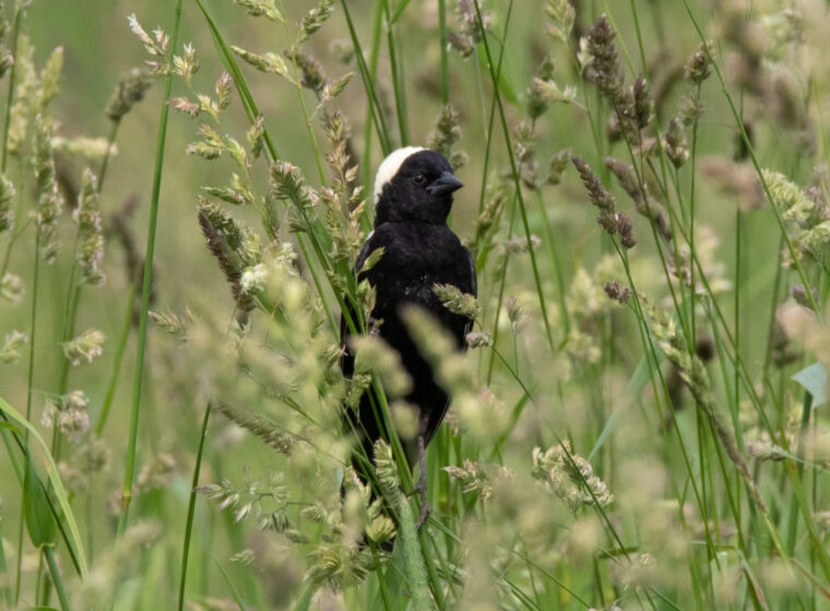 Bobolink