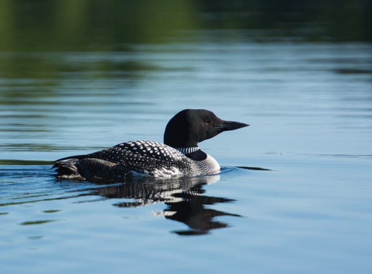 Common Loon