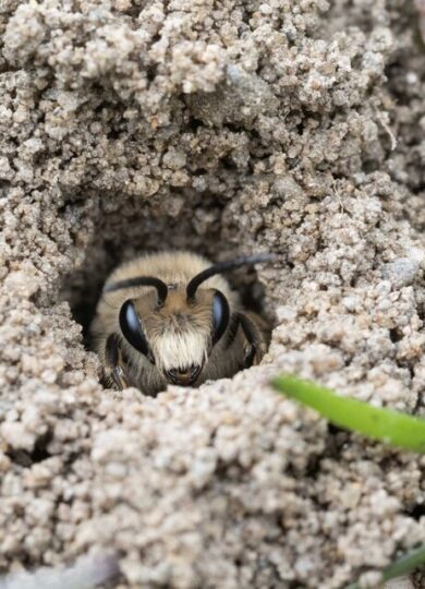 16782, , Unequal Cellophane Bee Colletes inaequalis © Ed Linton, , , image/jpeg, https://media.vtecostudies.org/wp-content/uploads/2026/01/30142917/Unequal-Cellophane-Bee-Colletes-inaequalis-%C2%A9-Ed-Linton-e1769802515591.jpg, 463, 768, Array, Array  © Ed Linton (via iNaturalist CC-BY-NC)