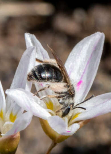 16788, , Spring-Beauty-Miner-Andrena-erigeniae-©-inat-Lisa-Cass_390x540_acf_cropped-1, , , image/jpeg, https://media.vtecostudies.org/wp-content/uploads/2026/01/30144738/Spring-Beauty-Miner-Andrena-erigeniae-%C2%A9-inat-Lisa-Cass_390x540_acf_cropped-1.jpg, 390, 540, Array, Array © Lisa Cass (via iNaturalist CC-BY-NC)