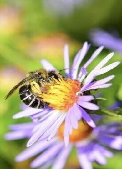 16792, , Colletes-compactus-ssp.-compactus-©-Bernie-Paquette-e1769803122455_390x540_acf_cropped, , , image/jpeg, https://media.vtecostudies.org/wp-content/uploads/2026/01/30150140/Colletes-compactus-ssp.-compactus-%C2%A9-Bernie-Paquette-e1769803122455_390x540_acf_cropped.jpeg, 390, 540, Array, Array © Bernie Paquette (via iNaturalist CC-BY)