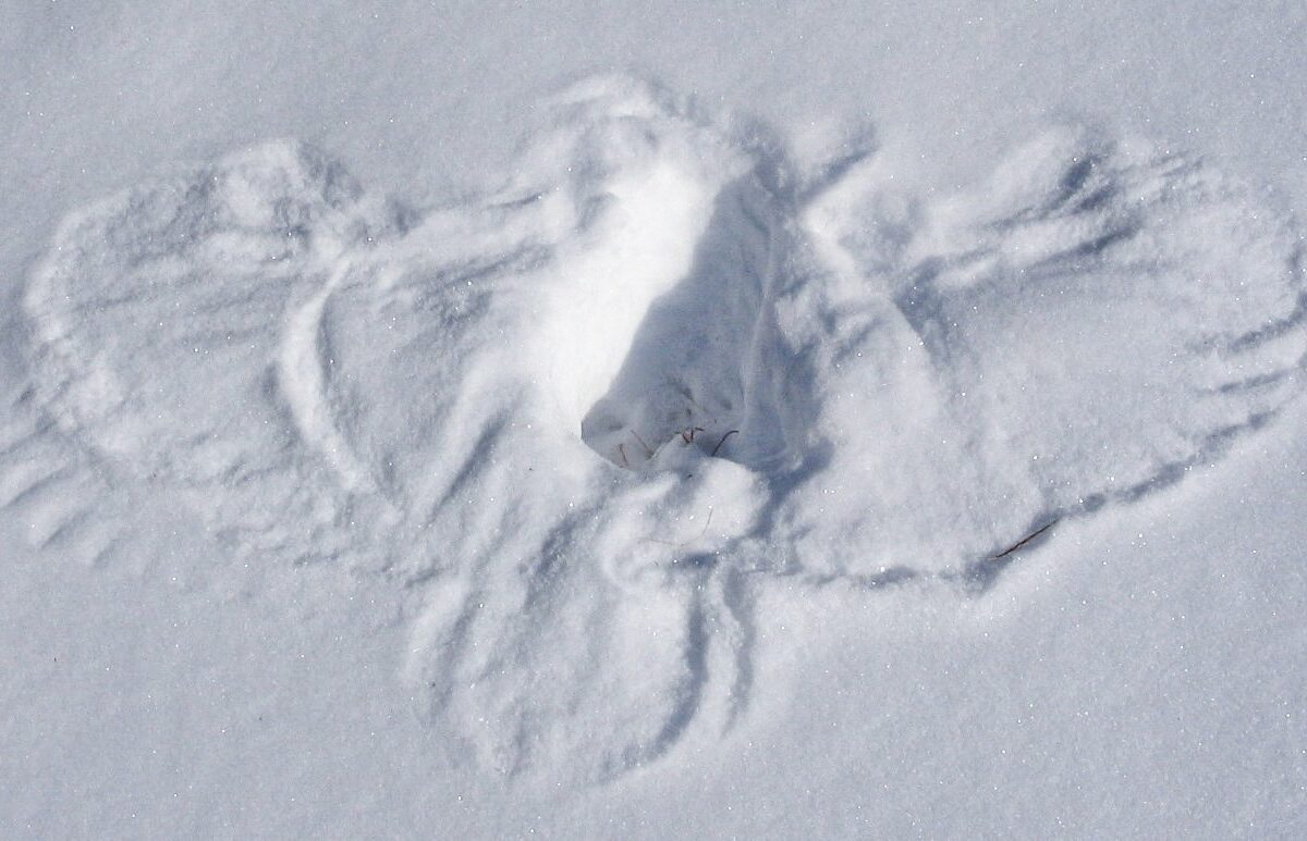 Barred Owl snow print ©  Kent McFarland