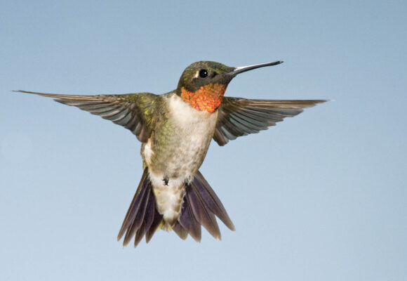 Male Ruby-Throated Hummingbird in flight. &copy; Russ Wigh