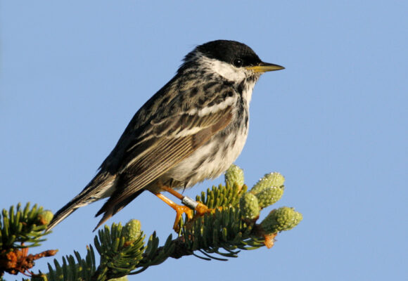 Male Blackpoll Warbler with a band. &copy; © Jeff Nadler
