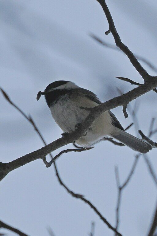 Black-capped Chickadee (Poecile atricapillus) &copy; © @libertyp10 (Via iNaturalist, licensed under CC-BY-NC)