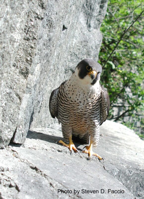 Peregrine Falcon &copy; Steven D. Faccio