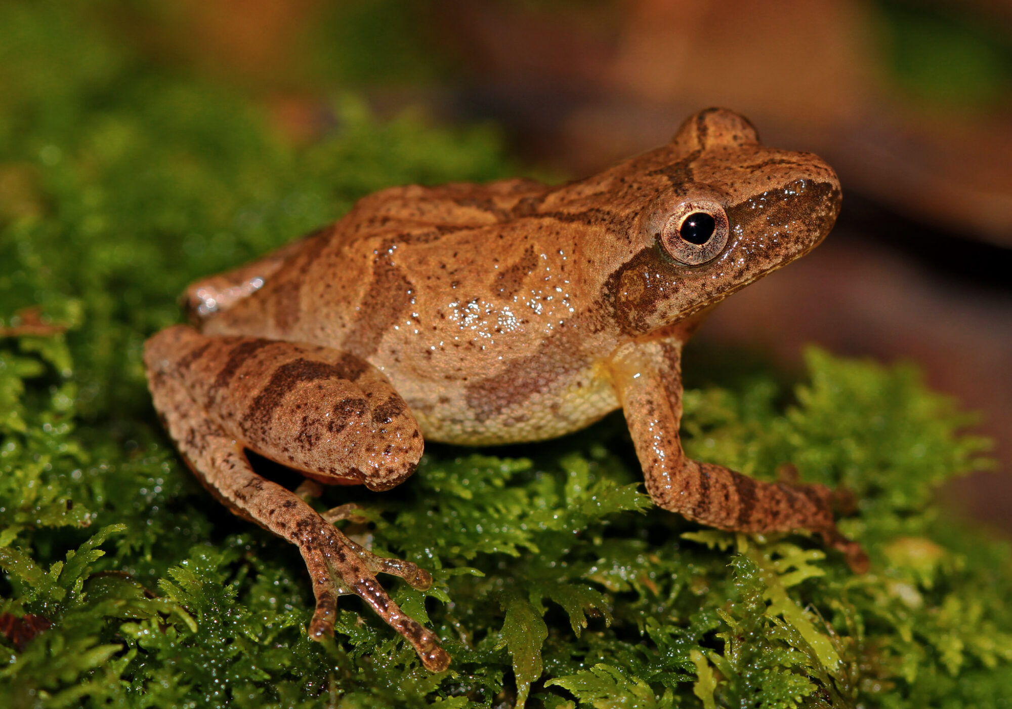 Spring Peeper (<i>Pseudacris crucifer</i>) &copy; © Peter Paplanus
