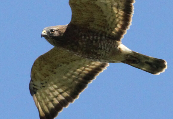 Broad-winged Hawk migrating 