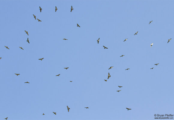 A kettle of Broad-winged Hawks &copy; Bryan Pfeiffer