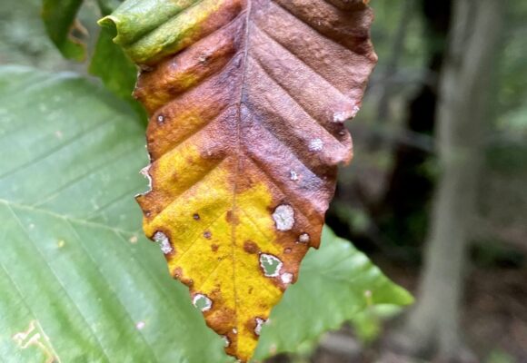 Beech Leaf Disease &copy; Sandy Wolkenberg