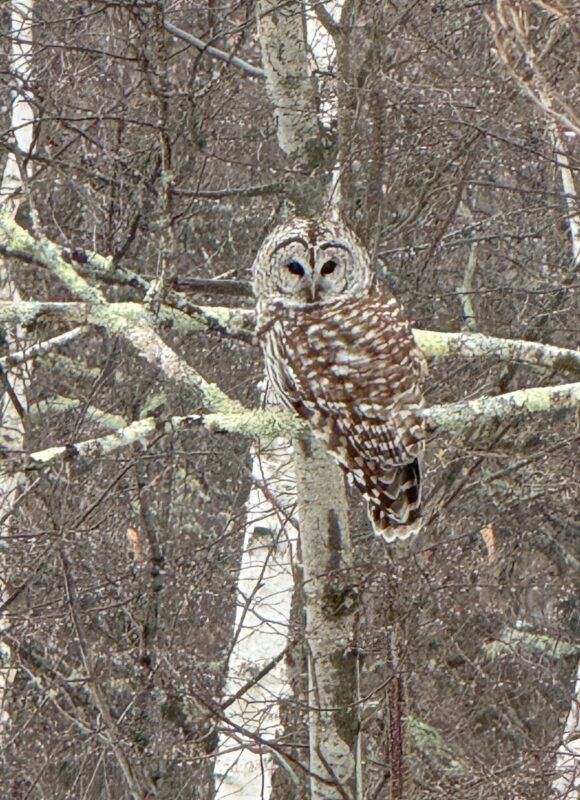 Barred Owl &copy; iNaturalist user guards98