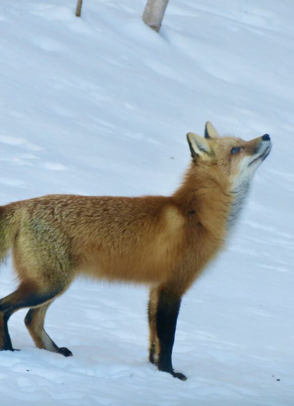 Eastern American Red Fox &copy; iNaturalist user hartland