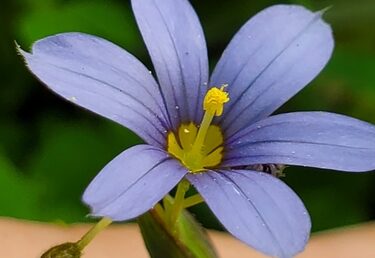 Groundhog &copy; iNaturalist user coleen61
