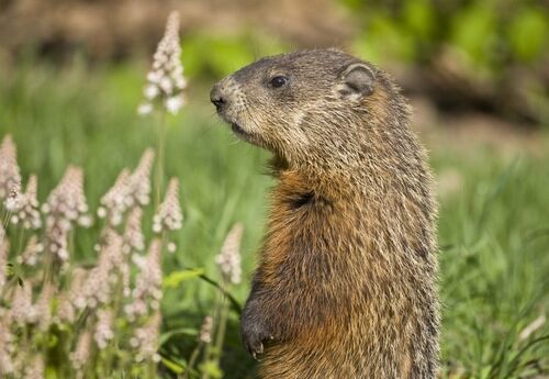 Groundhog &copy; iNaturalist user michaelmacc