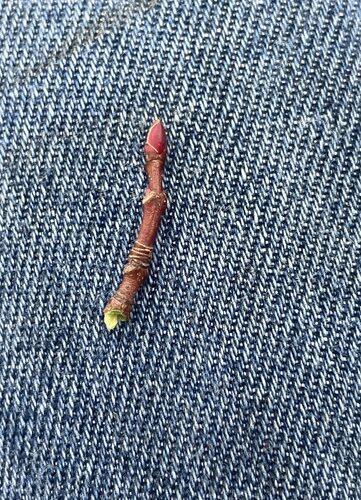 Red Maple bud &copy; iNaturalist user keelyandromeda
