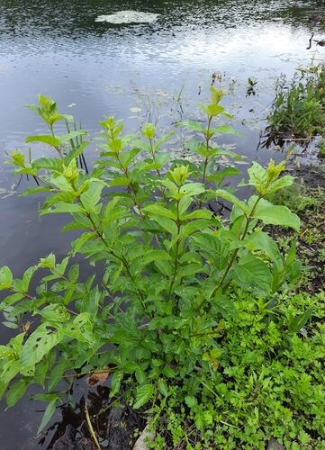 Red Maple bud &copy; iNaturalist user charolais