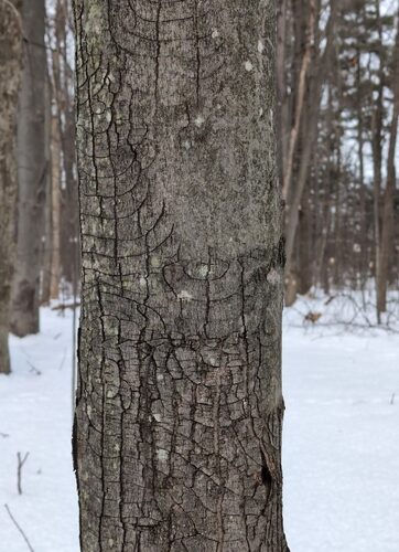 Red Maple bark  &copy; iNaturalist user rachelmullis