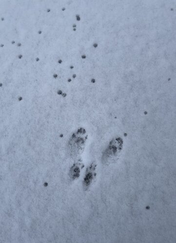Eastern Grey Squirrel tracks &copy; iNaturalist user leslie_spencer