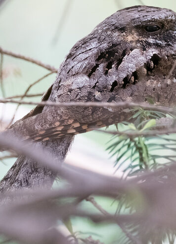 Snowshoe Hare tracks &copy; iNaturalist user pamdarrow