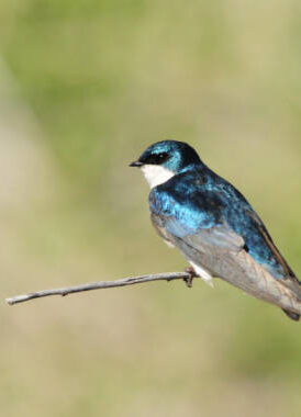 Eastern Cottontail tracks &copy; iNaturalist user pamdarrow