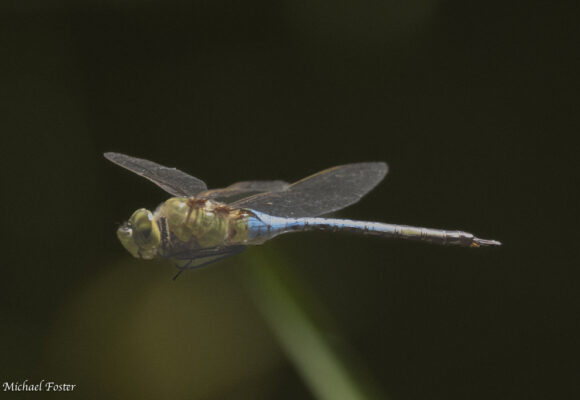 Common Green Darner (Anax junius) &copy; © Michael Foster from iNaturalist licensed under CC-BY-NC