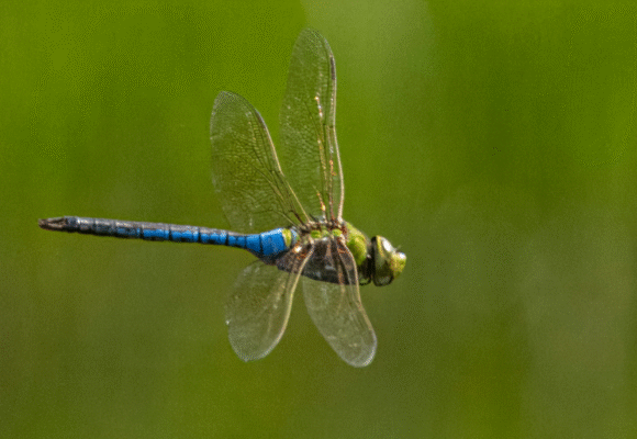Common Green Darner (Anax junius) &copy; © Michael Foster from iNaturalist licensed under CC-BY-NC