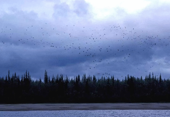 Migrating birds flying at dusk. &copy; Creative Commons