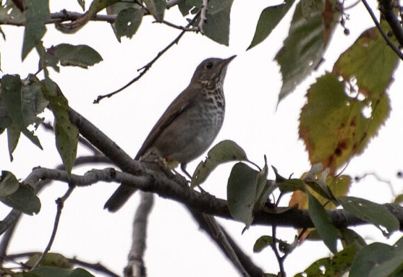 Research indicates that—from late September through October—Gray-cheeked Thrush observed on the Delmarva Peninsula (like the one pictured here) could in fact be the Bicknell's Thrush making a stopover. &copy; © Donna Wadsley (from iNaturalist. Licensed under CC-BY-NC)
