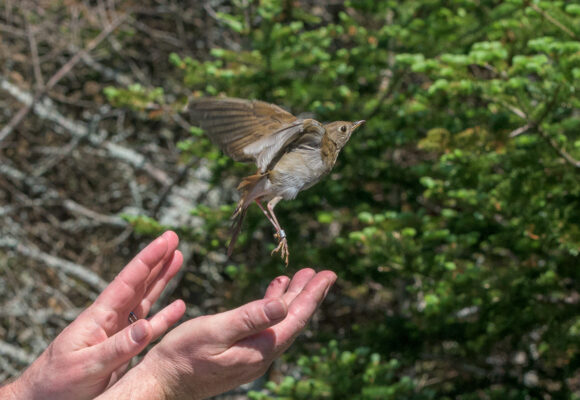 A Bicknell's Thrush being released on Mount Mansfield. &copy; Chuck Gangas