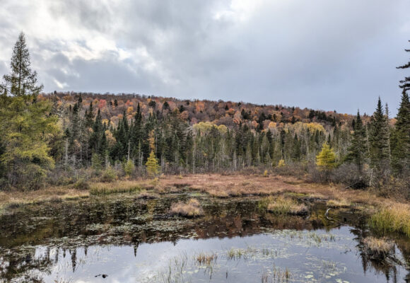 Victory Basin Wildlife Management Area in northern Vermont in the fall &copy; © VCE Postdoctoral Researcher Brian Kron