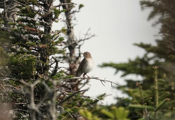 A Bicknell's Thrush from The Brothers in Baxter State Park, Maine &copy; © Paul Mulholland, a Mountain Birdwatch volunteer