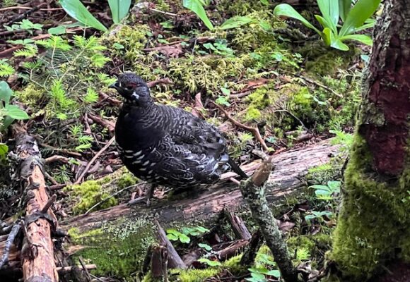 A Spruce Grouse near Speck Pond, Maine, in an ecological reserve on state-owned lands. The Maine Bureau of Parks and Land conducts sustainable logging via a logging trail that passes by the pond. &copy; © Nancy Eaton, Mountain Birdwatch volunteer