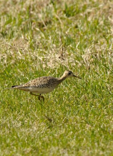 Rare: Upland Sandpiper (Bartramia longicauda)  &copy; © Craig Newman from iNaturalist licensed under CC-BY-NC