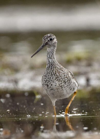 Greater Yellowlegs (Tringa melanoleuca) &copy; © Craig K. Hunt from iNaturalist licensed under CC-BY-NC