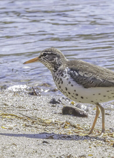 Spotted Sandpiper (Actitis macularius) &copy; © Elinor Osborn from iNaturalist CC-BY-NC