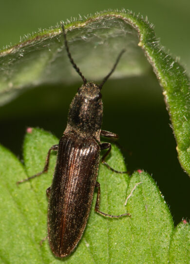 Cylindrical Click Beetle (Sylvanelater cylindriformis) &copy; Erika Mitchell on iNaturalist