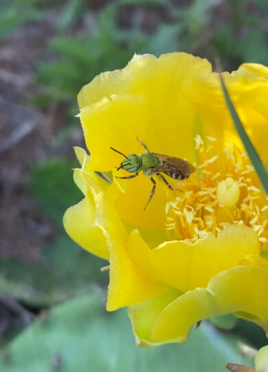 Bicolored Striped Sweat Bee (Agapostemon virescens) &copy; polypody on iNaturalist