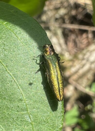 Emerald Ash Borer (Agrilus planipennis) &copy; Paul Dennehy on iNaturalist