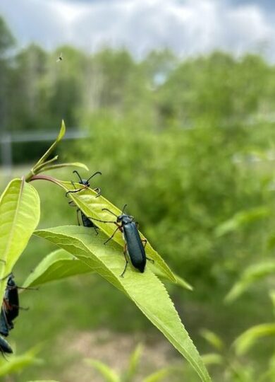 Say's Blister Beetle (Lytta sayi)  &copy; © @pontduvin (iNaturalist) Licensed under CC-BY-NC