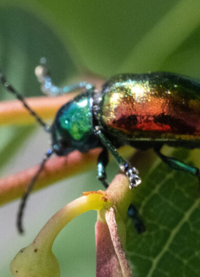 Dogbane Leaf Beetle (Chrysochus auratus) &copy; © Erika Mitchell (iNaturalist) Licensed under CC-BY-NC