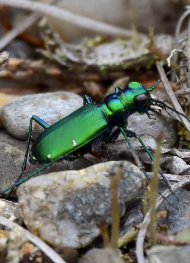 Six-spotted Tiger Beetle (Cicindela sexguttata) &copy; © Craig K. Hunt (iNaturalist) licensed under CC-BY-NC